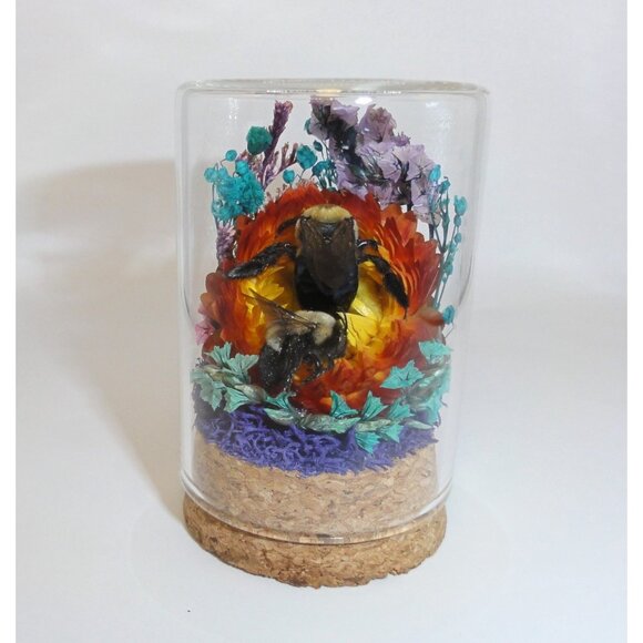 Carpenter Bee on Sunset Flower Oddity jar curiosity Dome insect taxidermy goth - Picture 9 of 16